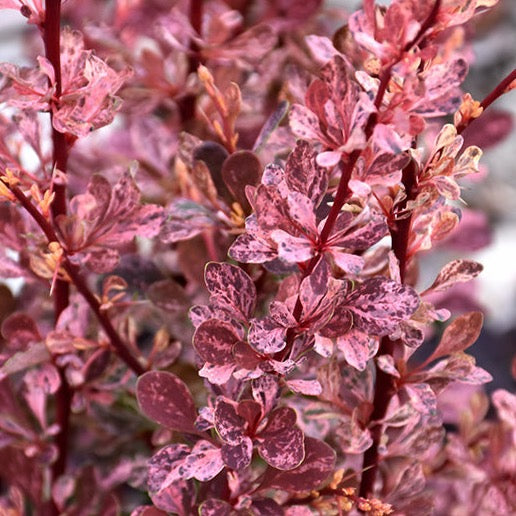 Berberis thunbergii 'Rosy Glow' (Berberis thunbergii ‘Rosy Glow’)