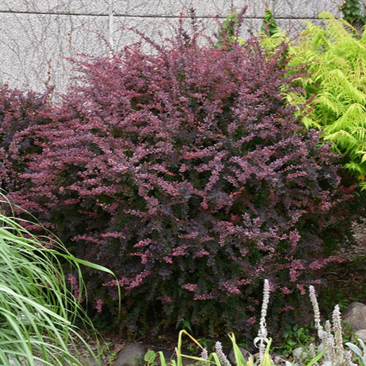 Berberis thunbergii 'Rosy Glow' (Berberis thunbergii ‘Rosy Glow’)