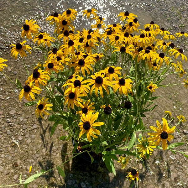 Rudbeckia 'American Gold Rush' (Rudbeckie 'American Gold Rush')