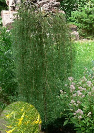 Caragana arborescens 'Walker' (Caraganier ‘Walker’ sur tige)