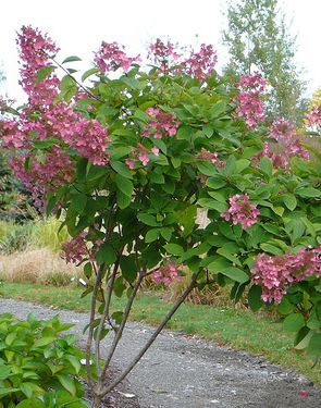 Hydrangea paniculata 'Pink Diamond' (sur tige) (Hydrangée paniculée sur tige)