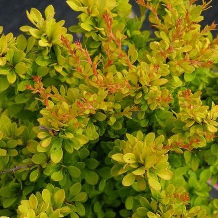 Berberis thunbergii 'Sunsation' (Berbéris japonais ‘Sunsation’)
