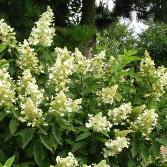 Hydrangea paniculata 'Kyushu' (Hydrangée paniculée ‘Kyushu’)