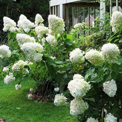 Hydrangea paniculata 'Limelight' PW (Hydrangée paniculée ‘Limelight’)