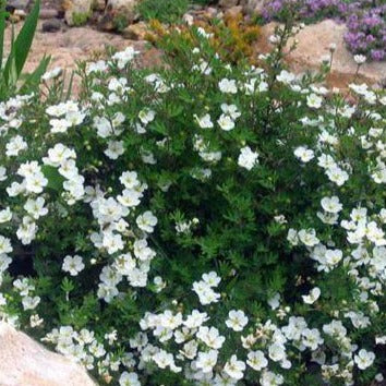 Potentilla fruticosa 'Abbotswood' (Potentille ‘Abbotswood’)