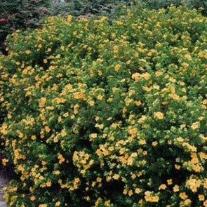 Potentilla fruticosa 'Mango Tango' (Potentille ‘Mango Tango’)