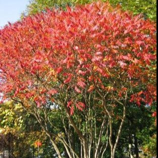 Rhus typhina (Sumac de Virginie)