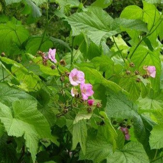 Rubus odoratus (Ronce odorante)