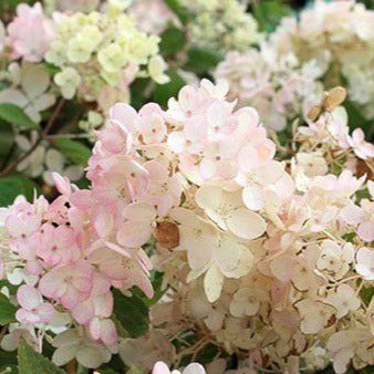 Hydrangea paniculata 'Bombshell' (Hydrangée paniculé ‘Bombshell’)