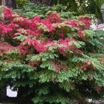 Euonymus alatus (Fusain ailé)