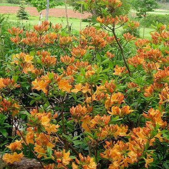 Azalea 'Golden Lights' (Azalée ‘Golden Lights’)