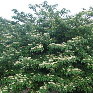 Cornus alternifolia (Cornouiller à feuilles alternes)