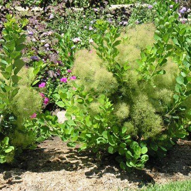 Cotinus coggygria 'Young Lady' (Arbre à perruque 'young lady')