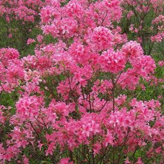 Azalea 'Rosy Light' (Azalée ‘Rosy Lights’)