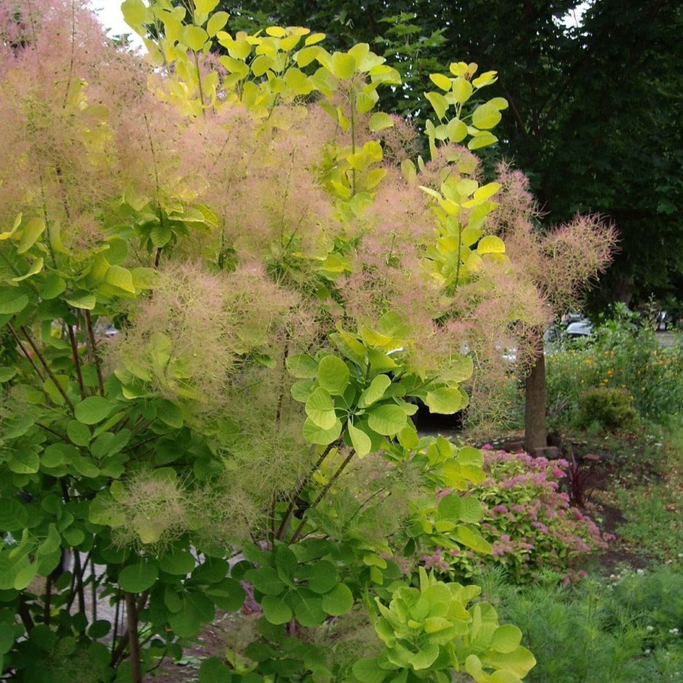 Cotinus coggygria 'Golden Spirit' (Arbre à perruque ‘Golden Spirit’)