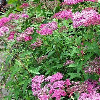 Spiraea bumalda 'Anthony Waterer' (Spirée ‘Anthony Waterer’)