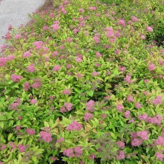 Spiraea bumalda 'Goldflame' (Spirée bumalda ‘Goldflame’)