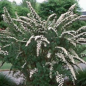 Spiraea nipponica 'Snowmound' (Spirée japonaise ‘Snowmound’)