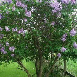 Syringa vulgaris (Lilas commun)