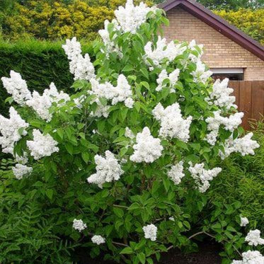 Syringa vulgaris 'Madame Lemoine' (Lilas commun ‘Mme Lemoine’)