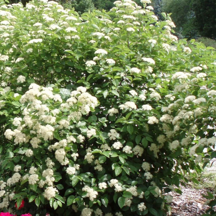 Viburnum dentatum (Viorne ‘dentée’)