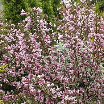 Weigela florida 'Purpurea nana' (Weigela ‘Purpurea nana’)