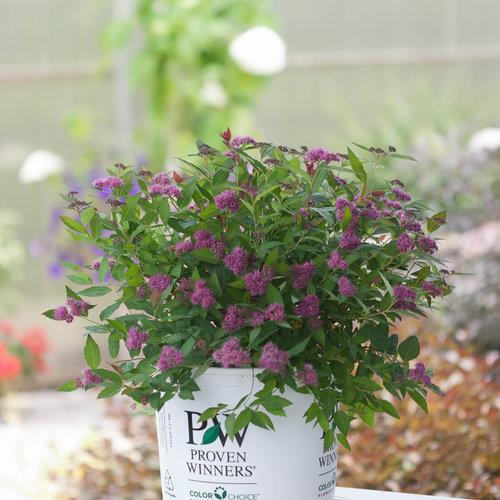 Spiraea japonica 'Double Play Artisan' PW (Spirée japonaise ‘Double Play Artisan’)