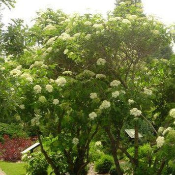 Sambucus canadensis 'Aurea' (Sureau doré du Canada)