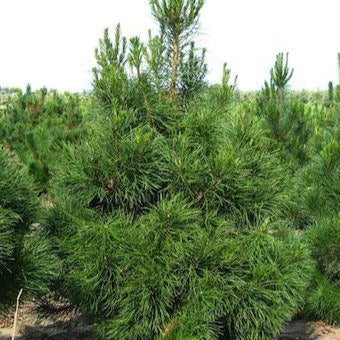 Pinus strobus 'Contorta' (Pin blanc ‘tortueux’)