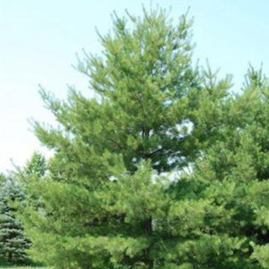 Pinus strobus (Pin blanc)