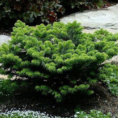 Abies balsamea 'Nana' (Sapin Baumier 'nain')