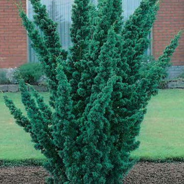 Juniperus chinensis 'Blaauw' (Genévrier de Chine ‘Blaauw’)