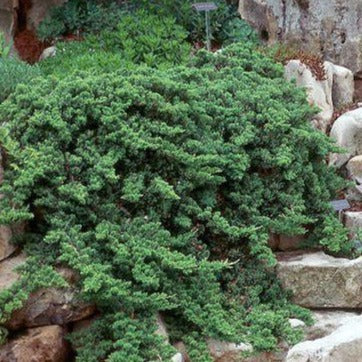 Juniperus procumbens 'Nana' (Genévrier prostré ‘nain’)