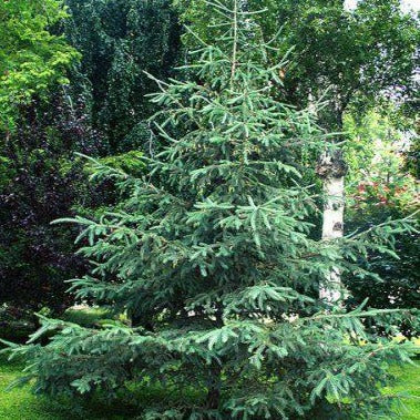 Picea glauca (Épinette blanche)