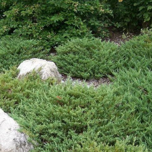 Juniperus horizontalis 'Plumosa' (Andorra) (Genévrier d’Andorre rampant ‘Plumosa’)