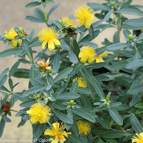 Hypericum kalmianum (Millepertuis de Kalm)