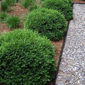 Buxus 'Green Velvet' (Buis ‘Green Velvet’)