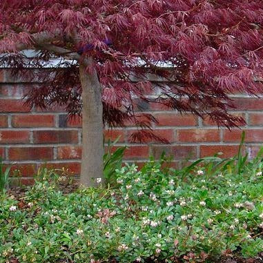 Arctostaphylos uva-ursi 'Massachusetts' (Raisin d'Ours 'Massachusetts’)