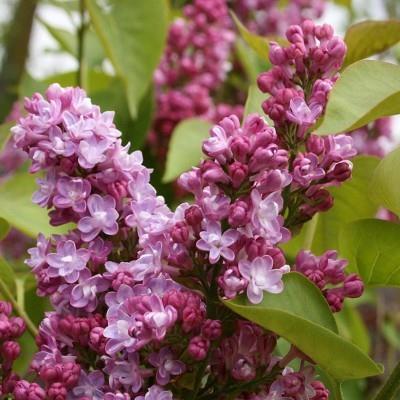 Syringa vulgaris 'Belle de Nancy' (Lilas commun ‘Belle de Nancy’)