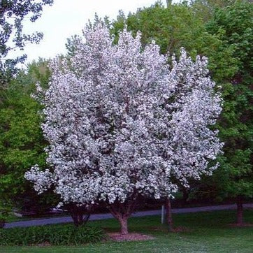 Malus 'Springsnow' (Pommetier 'Spring Snow')