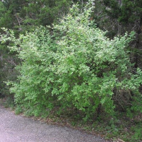 Rhus aromatica (Sumac aromatique)