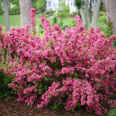 Weigela florida 'Sonic Bloom Pink' PW (Weigela ‘Sonic Pink’)