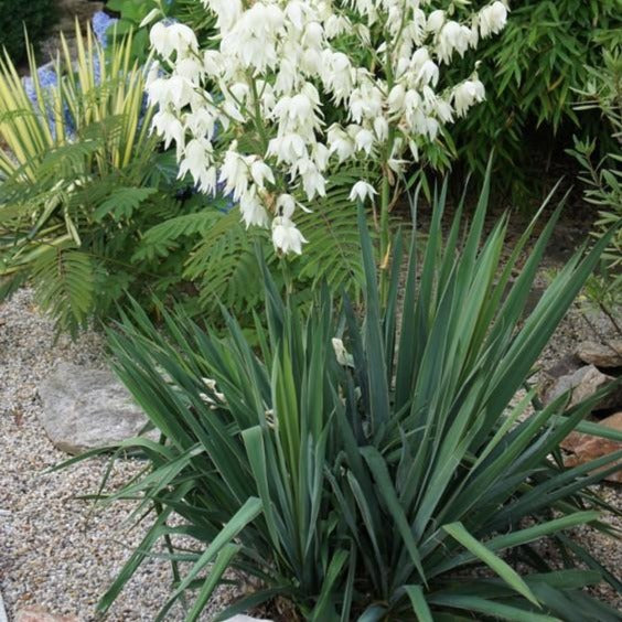 Yucca filamentosa (Yucca filamentosa)