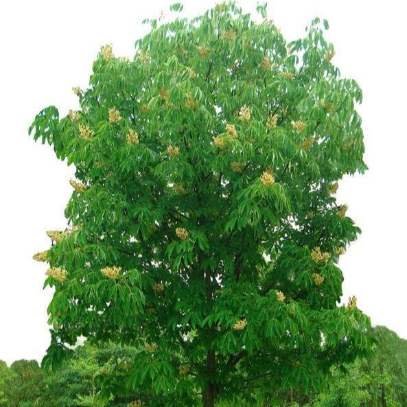 Pavier jaune | Aesculus octandra | Yellow Buckeye