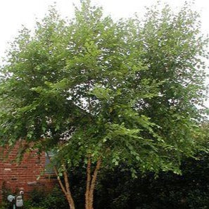 Betula nigra (Bouleau noir)