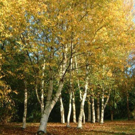 Bouleau à papier (Betula paperyfera)