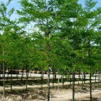 Gleditsia triacanthos 'Imperial' (Févier d’Amérique ‘Imperial’ ou "Impcole")