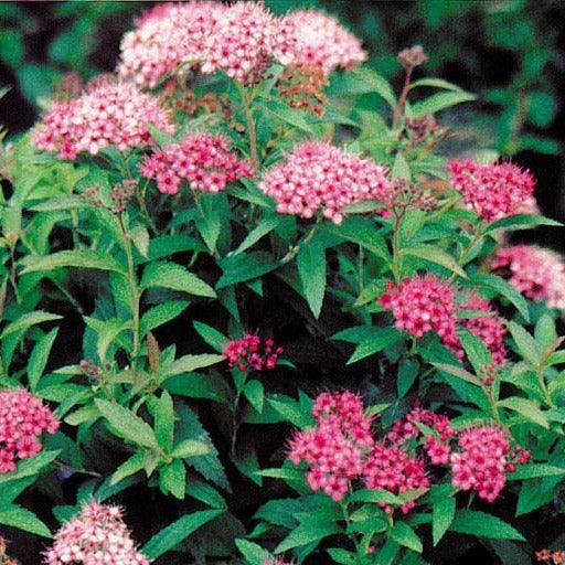 Spiraea bumalda 'Dart's Red' (Spirée japonaise ‘Dart’s Red’)