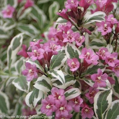 Weigela 'My Monet' PW (Weigela ‘My Monet’)