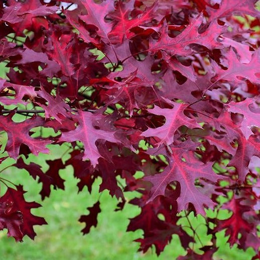 Quercus coccinea (Chêne écarlate)